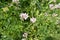 Common Vetch Vicia sativa blooming in the fall