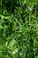 Common Vetch - Vicia sativa, Norfolk, England, UK