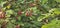 Common viburnum (Viburnum opulus) shows its bright red fruits