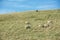 Common view in the New Zealand - hills covered by green grass with sheep