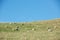 Common view in the New Zealand - hills covered by green grass with sheep