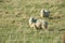 Common view in the New Zealand - hills covered by green grass with sheep