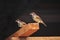 Common village sparrows perched on a bar