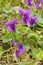 Common violet plant in bloom