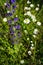 Common viper`s bugloss