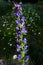 Common viper`s bugloss