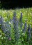 Common viper`s bugloss