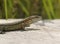 Common or Viviparous Lizard