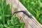 Common or viviparous lizard, zootoca vivipara on an old wooden log in fresh green grass