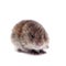 Common Vole, 3 weeks old, on white