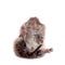 Common Vole, 3 weeks old, on white