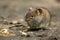 Common Vole