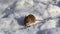 Common vole /Microtus arvalis/ eats a sunflower seed while sitting in a snow