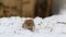 Common vole /Microtus arvalis/ eats a sunflower seed while sitting in a snow