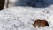Common vole /Microtus arvalis/ is looking for food on the snow, finds it and chews it