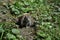 A common vole (microtus arvalis) looks athuman and thinks what to do