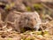 Common Vole (Microtus arvalis) in natural habitat