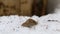 Common vole Microtus arvalis is peeking out of a snow mink