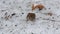 Common vole /Microtus arvalis/ is peeking out of a snow mink