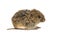 Common Vole on white