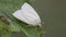 Common Wainscot feeding on leaf