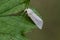 Common Wainscot on leaf