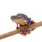 Common walking leaf frog isolated on white background