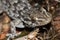 common wall gecko