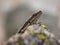 Common Wall Lizard