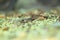 Common wall lizard