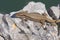 Common wall lizard