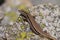 Common Wall Lizard