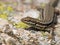 Common Wall Lizard