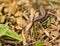 Common Wall Lizard on dry leaves