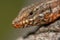 Common Wall Lizard male on a tree