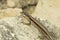 Common wall lizard / Podarcis muralis