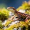 Common Wall Lizard Podarcis muralis