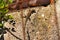 Common wall lizard, Podarcis muralis climbing a wall