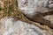 Common wall lizard resting on stone