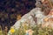 Common wall lizard sunbathing on a rock