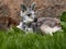 Common wallaroo, Macropus r. robustus, peeking out from its hiding place in the grass