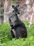 Common wallaroo, Macropus r. robustus, sits and observes the surroundings