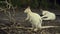 Common wallaroo small white kangaroo eating leaf