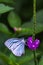 Common Wanderer Butterfly