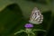 Common Wanderer Butterfly