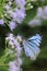 common wanderer butterfly (pareronia valeria) sitting on wild flower and sucking nectar from it