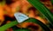 Common Wanderer butterfly sitting with close wings on a green grass