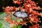 The Common Wanderer butterfly suck nectar from pollen