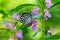 Common wanderer or Malayan wanderer Pareronia valeria Butterfly on Garden Balsam Flower