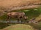 Common warthog